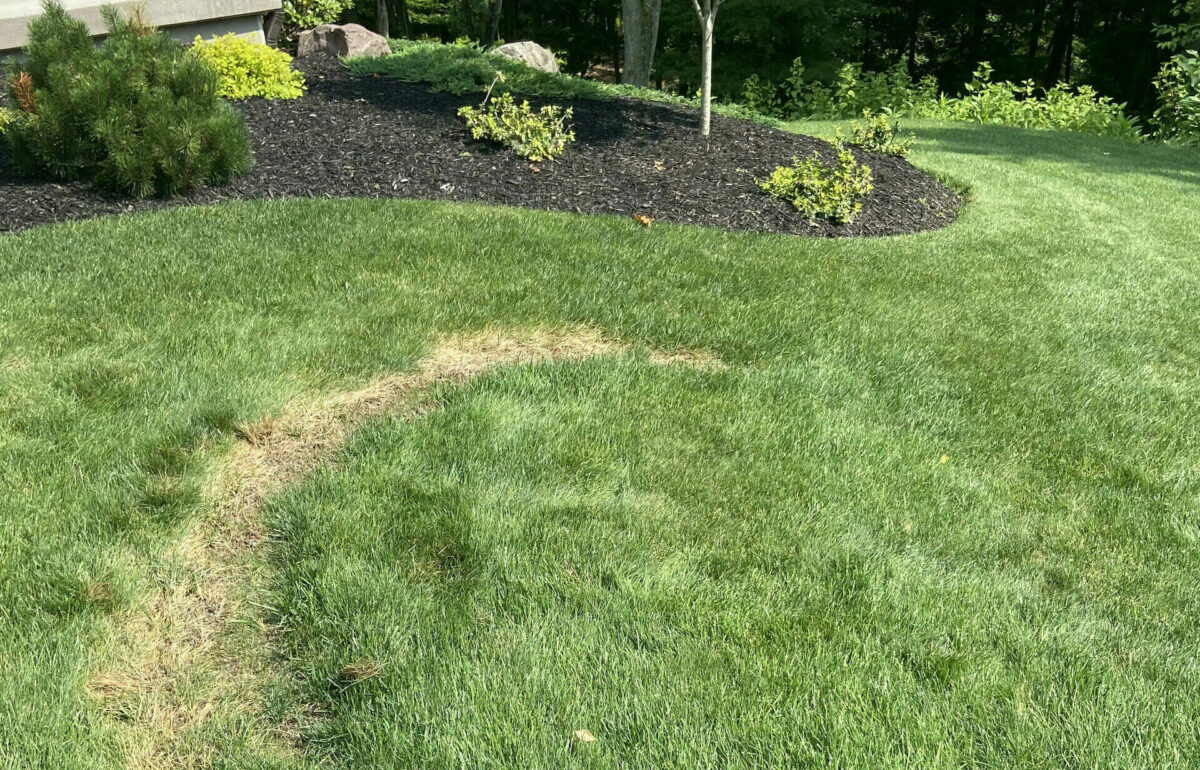 7 Types of Lawn Disease Found In Pennsylvania | Turfcor