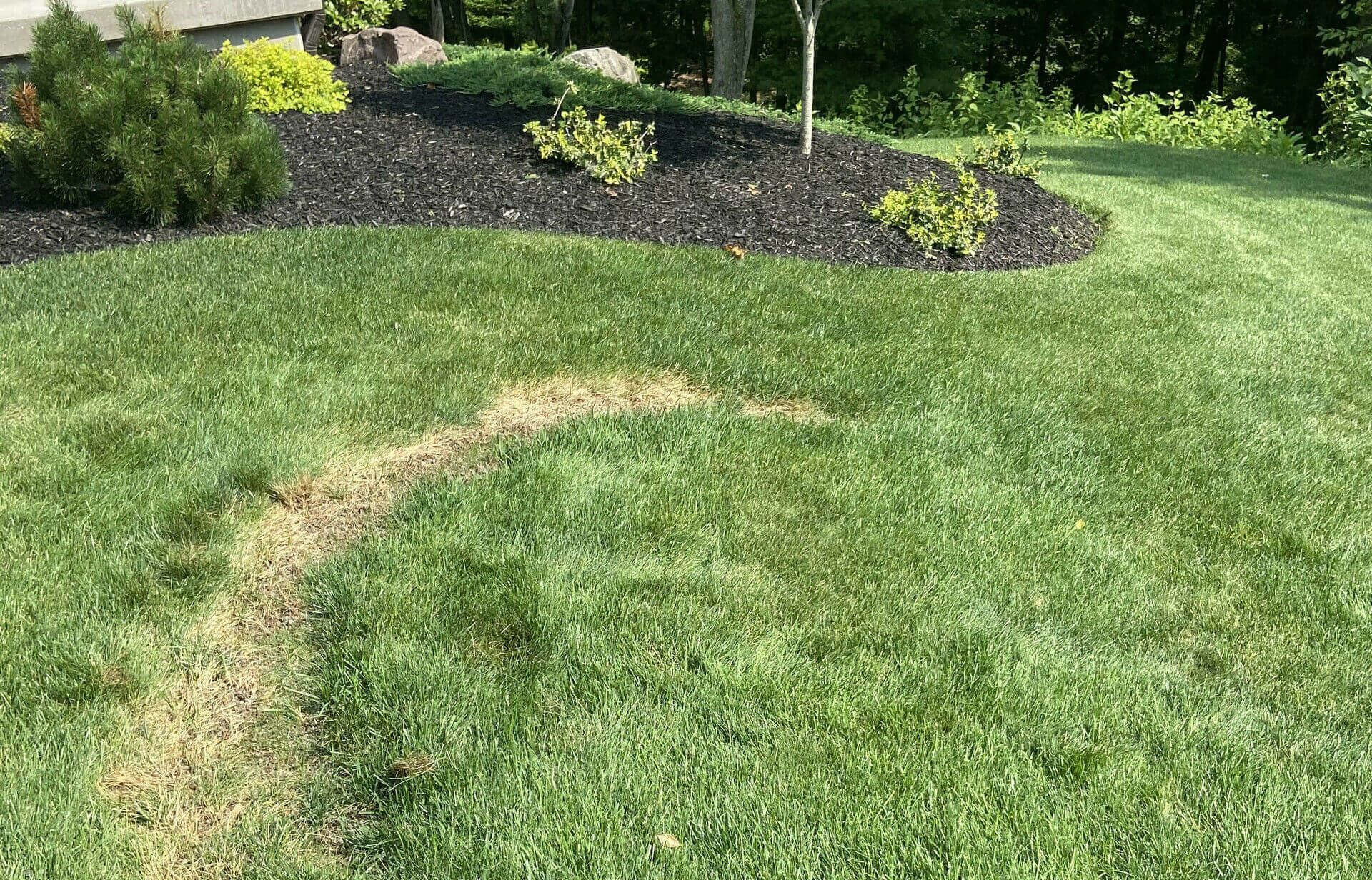 7-types-of-lawn-disease-found-in-pennsylvania-turfcor