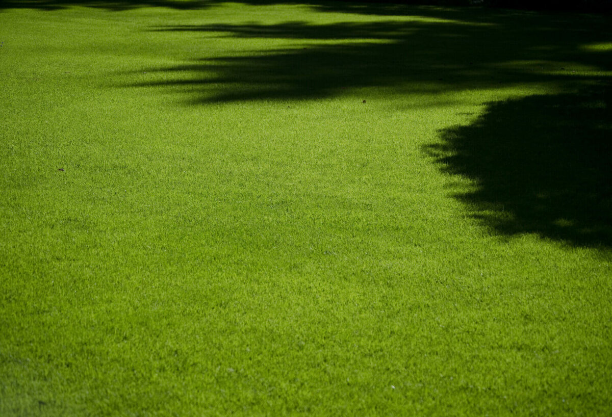 When Is The Best Time To Lime Your Lawn And Soil? 