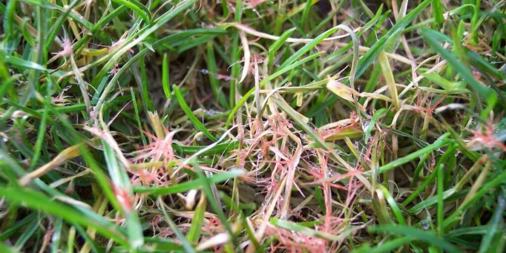 Grass infected with red thatch | lawn disease
