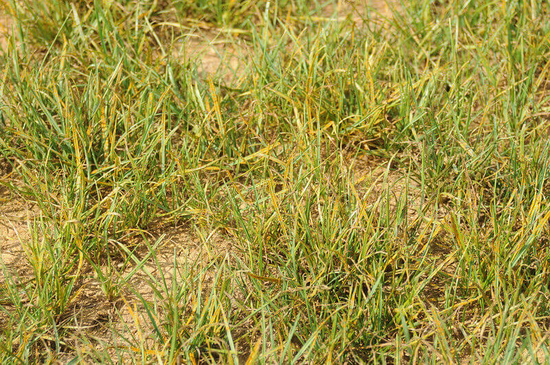Grass that has rust disease | lawn disease