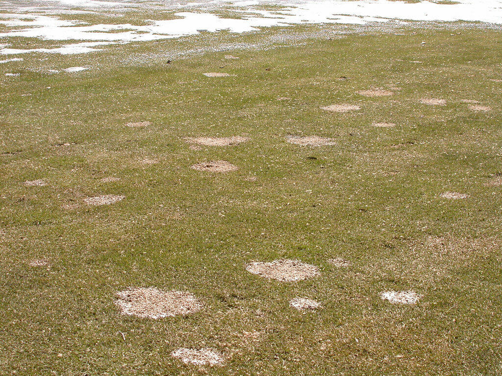 Snow Mold | Lawn Disease