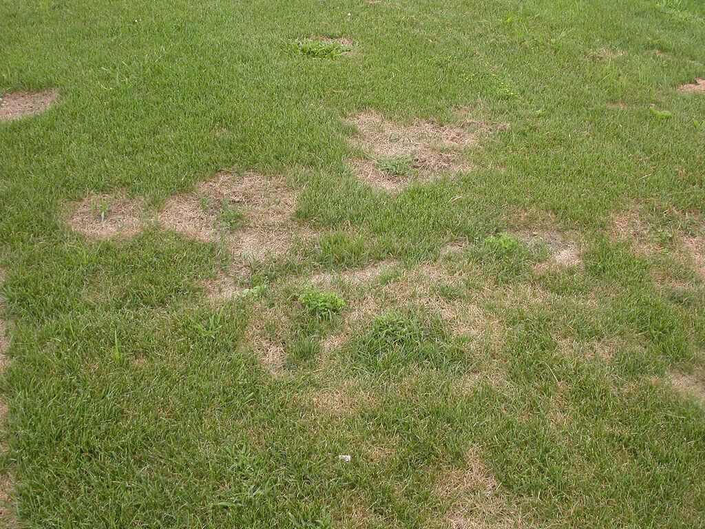 Summer Patch | Lawn Disease