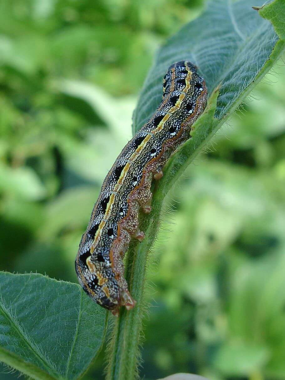 armyworms-are-invading-pennsylvania-here-s-how-to-spot-them