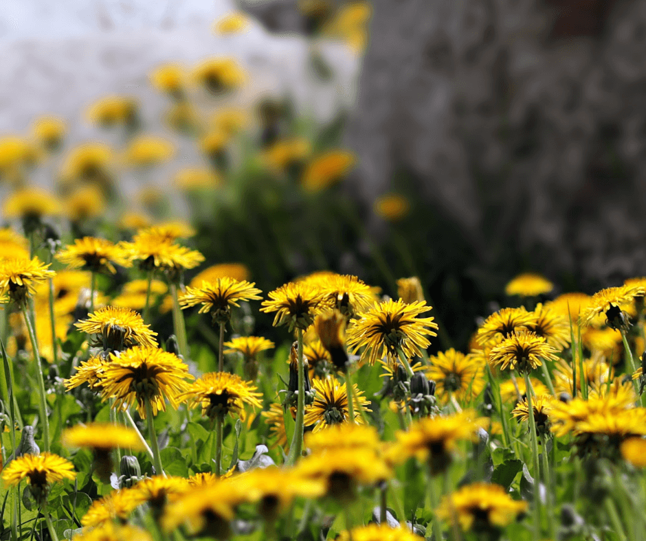 8-types-of-spring-weeds-that-grow-in-pennsylvania-lawn