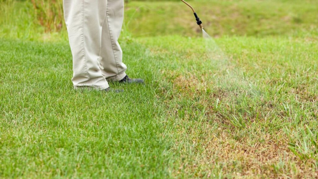 Timing Crabgrass Preemergent Applications in Spring