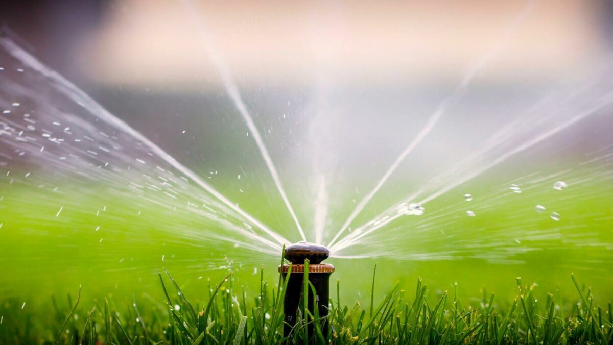 When Should You Water Your Lawn After Fertilizing? Turfcor Lawn and