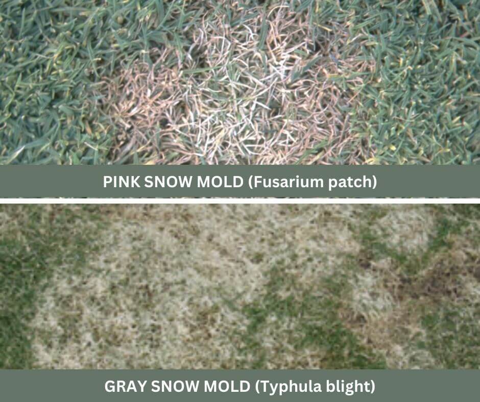 Conquering Snow Mold Proven Lawn Care Strategies Turfcor Lawn And Tree Care